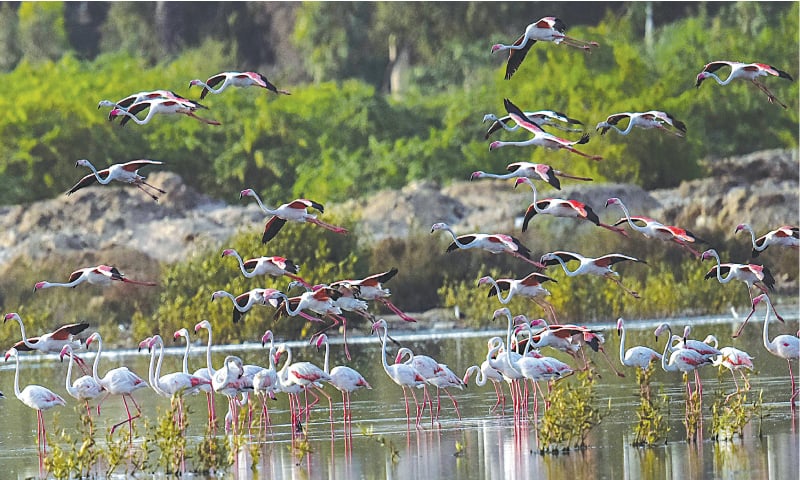 <p>Flamingos in huge numbers flock together in the artificially created lagoon at the Clifton urban forest. Although flamingos are indigenous birds, it’s a rare occurrence that the migratory flamingos are also arriving here from India on their way back to Europe. —Fahim Siddiqi / White Star</p>